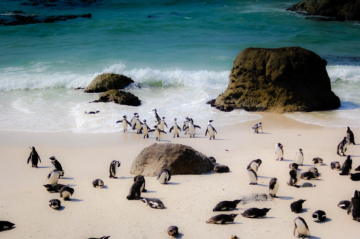 кейптаун boulders beach